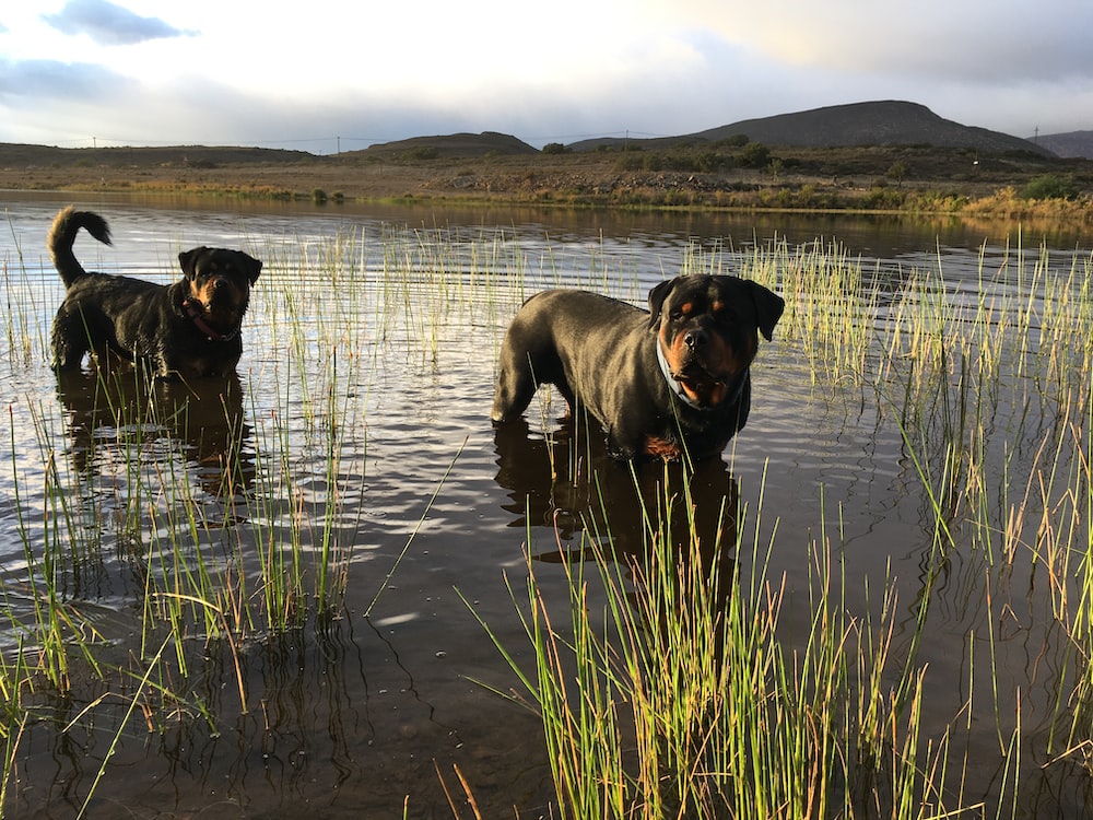 2 black and brown dogs on river during daytime