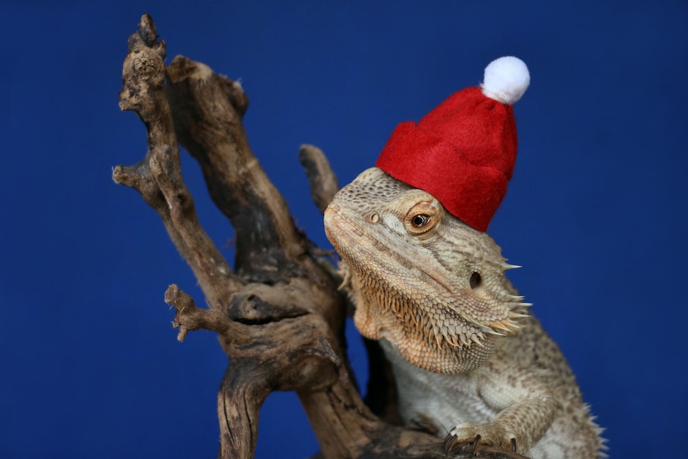 a bearded lizard wearing a red santa hat