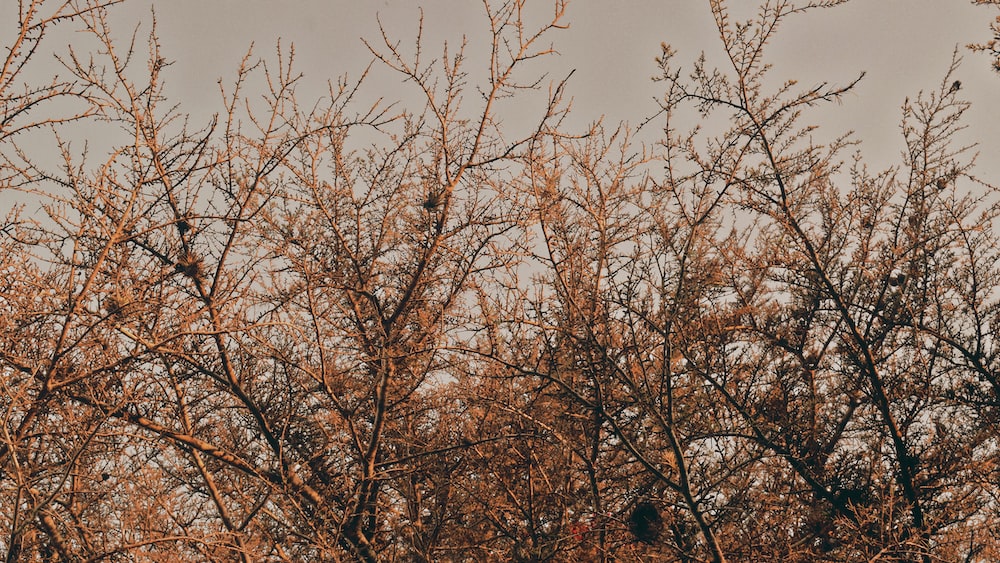 a bird is sitting on a tree branch
