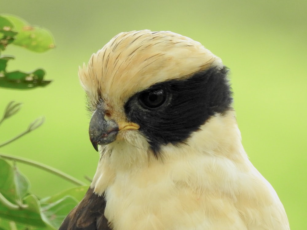 a bird with a yellow beak