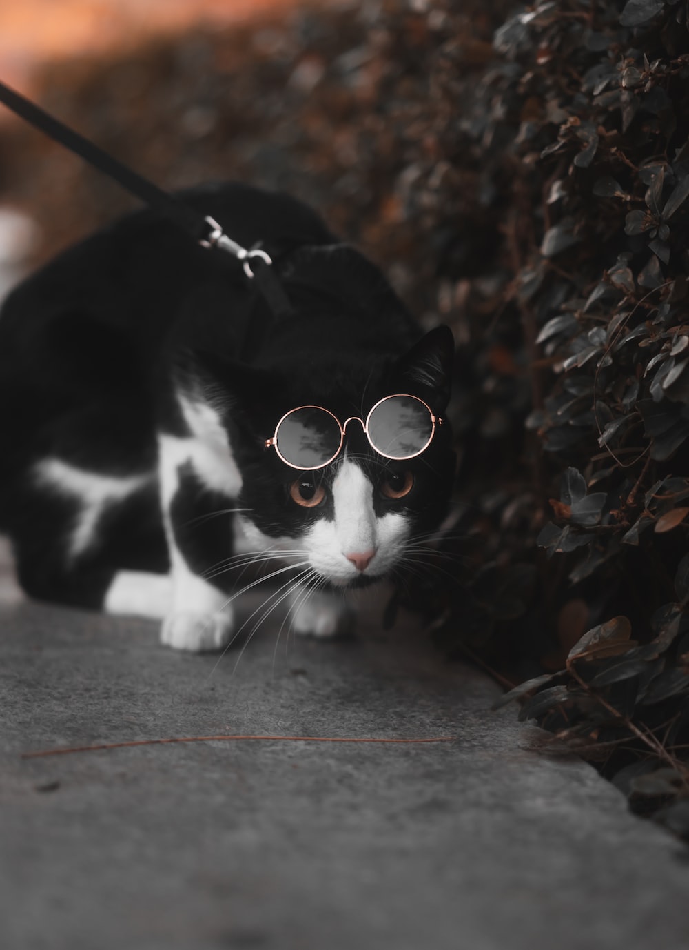 a black and white cat wearing glasses and a leash
