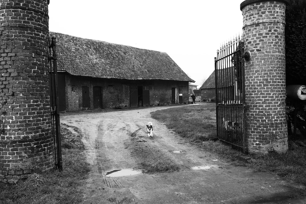 a black and white photo of a dog in front of a gate