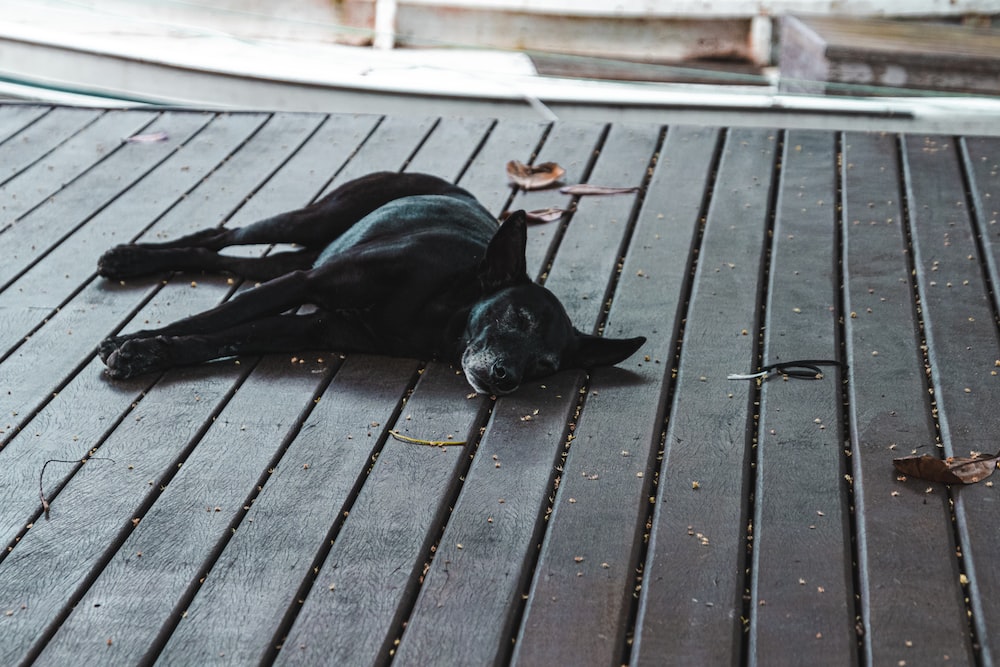 a black dog lying on a wooden surface
