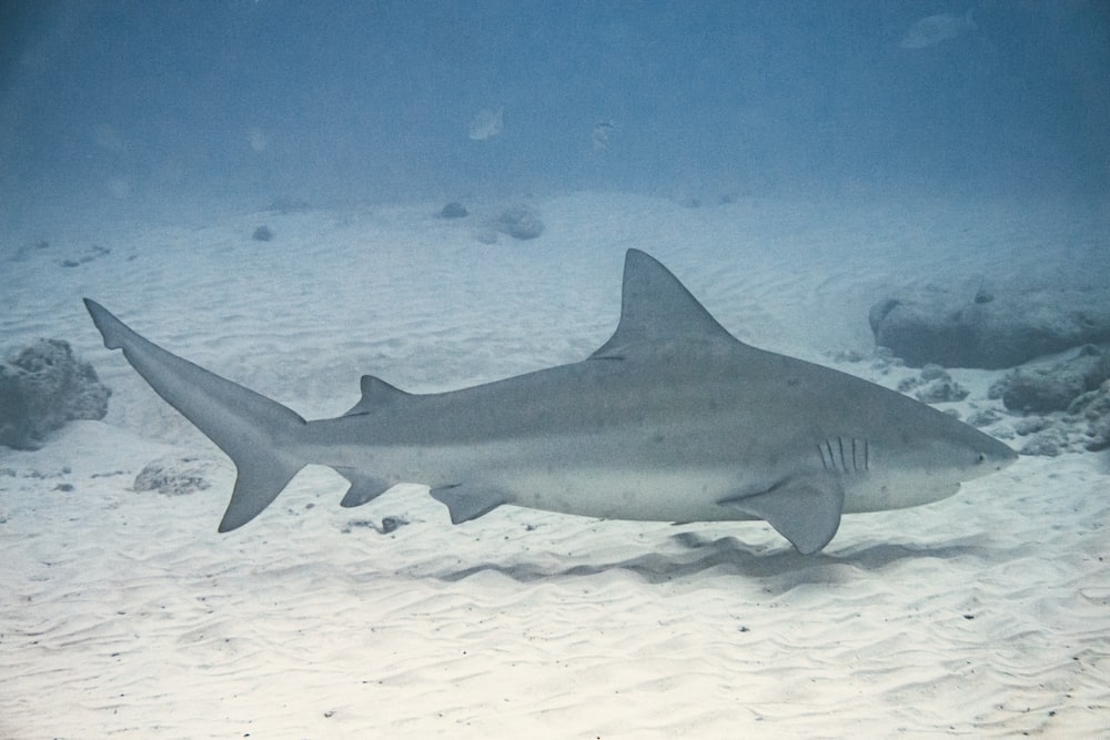a blacktiped shark swimming in the ocean
