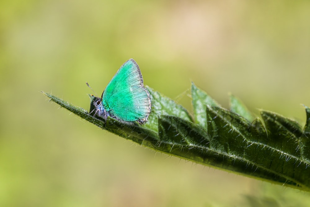a blue butterfly sitting on a green leaf