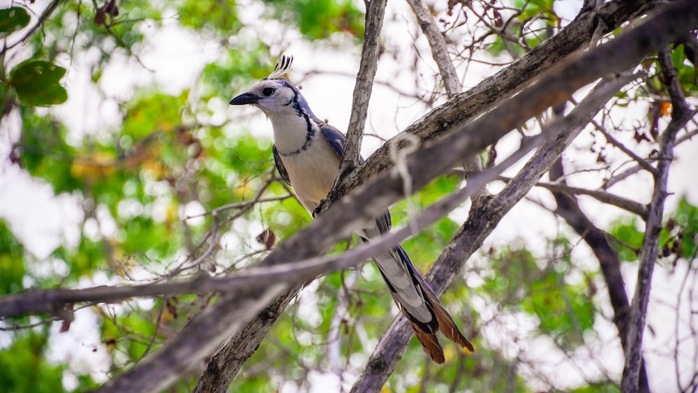 a blue jay perched on a tree branch