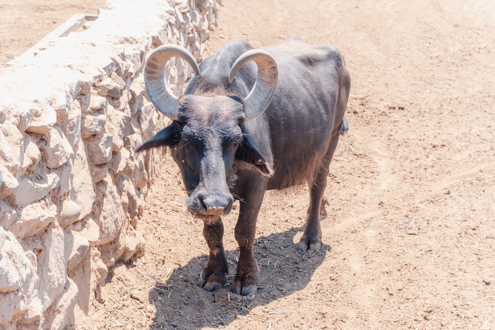 a bull standing next to a stone wall