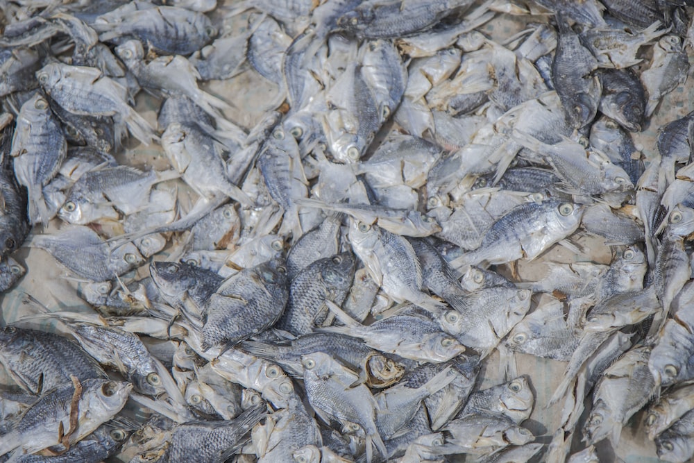 a bunch of fish that are laying on the ground
