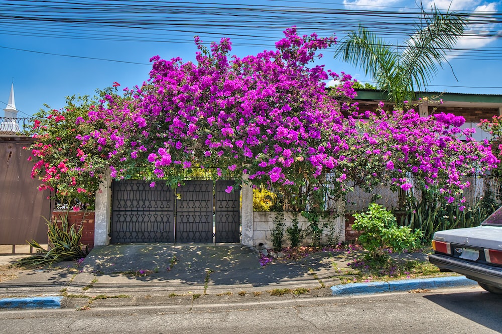 a car parked in front of a house with purple flowers