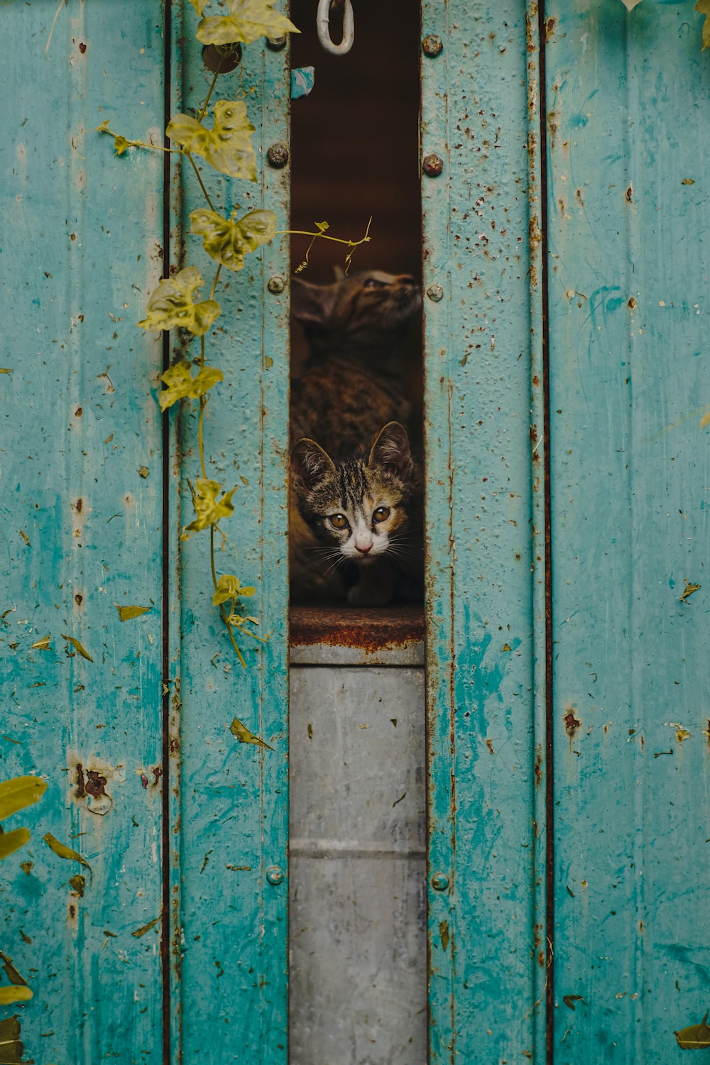 a cat is peeking out of a blue door