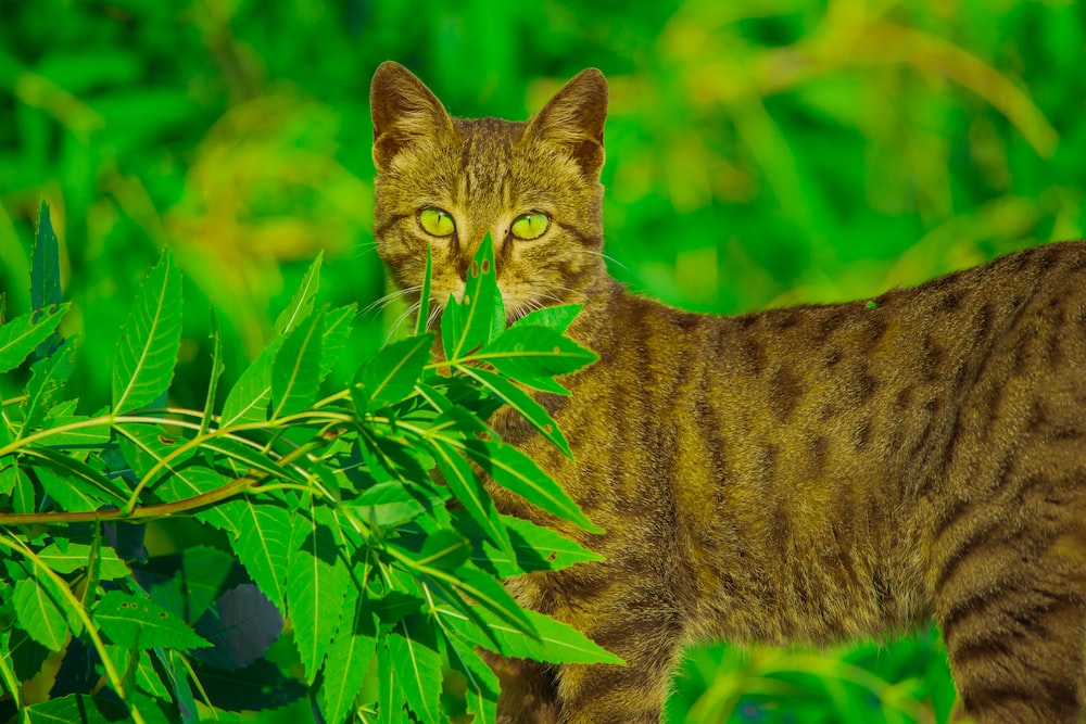a cat is standing in the grass eating leaves