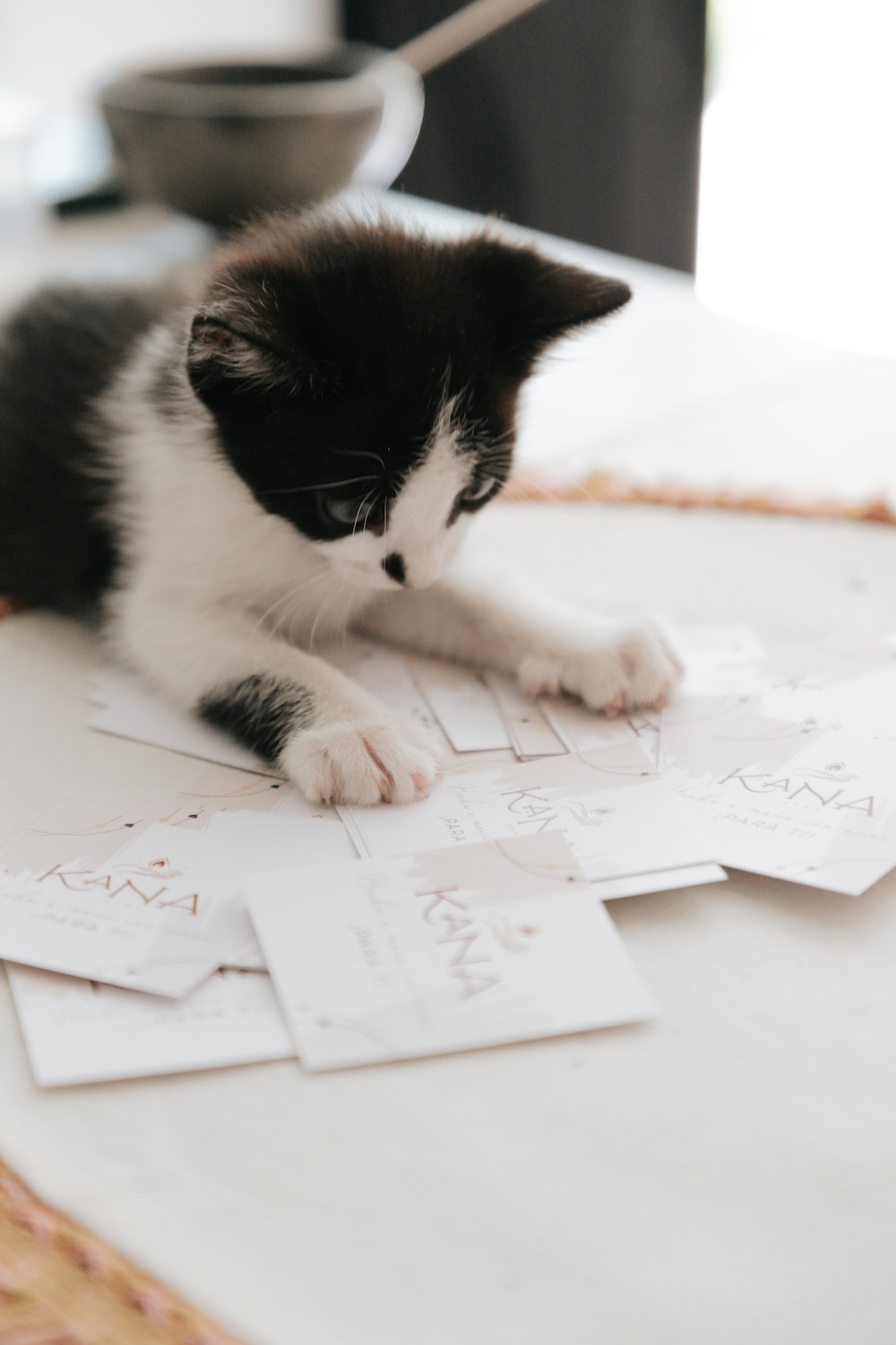 a cat lying on a piece of paper