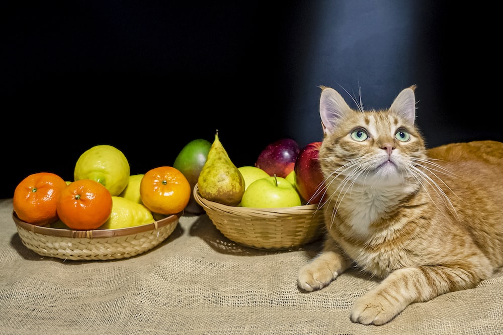 a cat sitting next to a basket of fruit