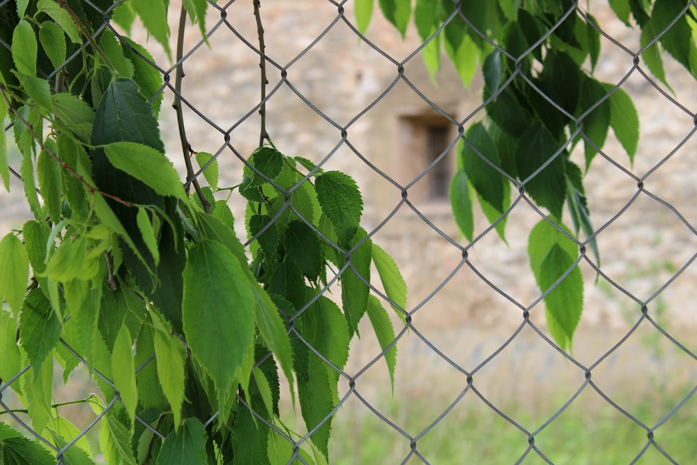 a chain link fence with green leaves on it