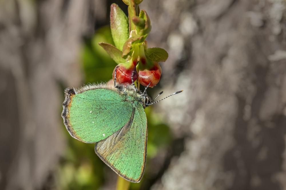 a close up of a green butterfly on a flower