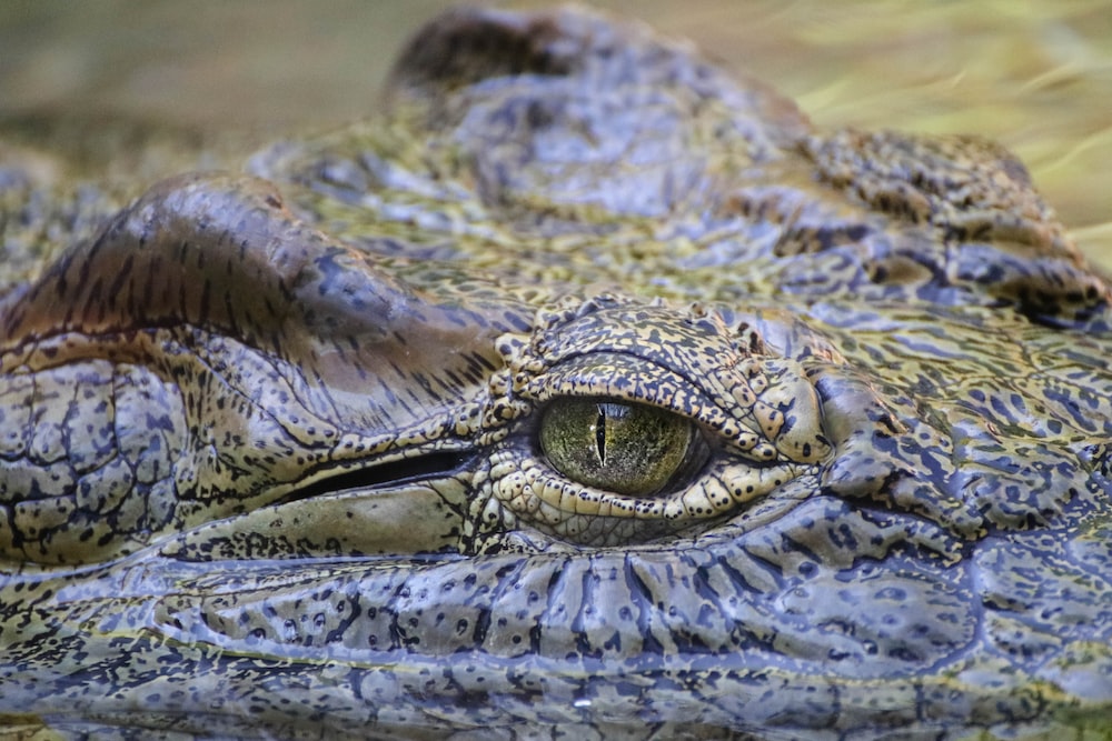 a close up of a large alligator's eye
