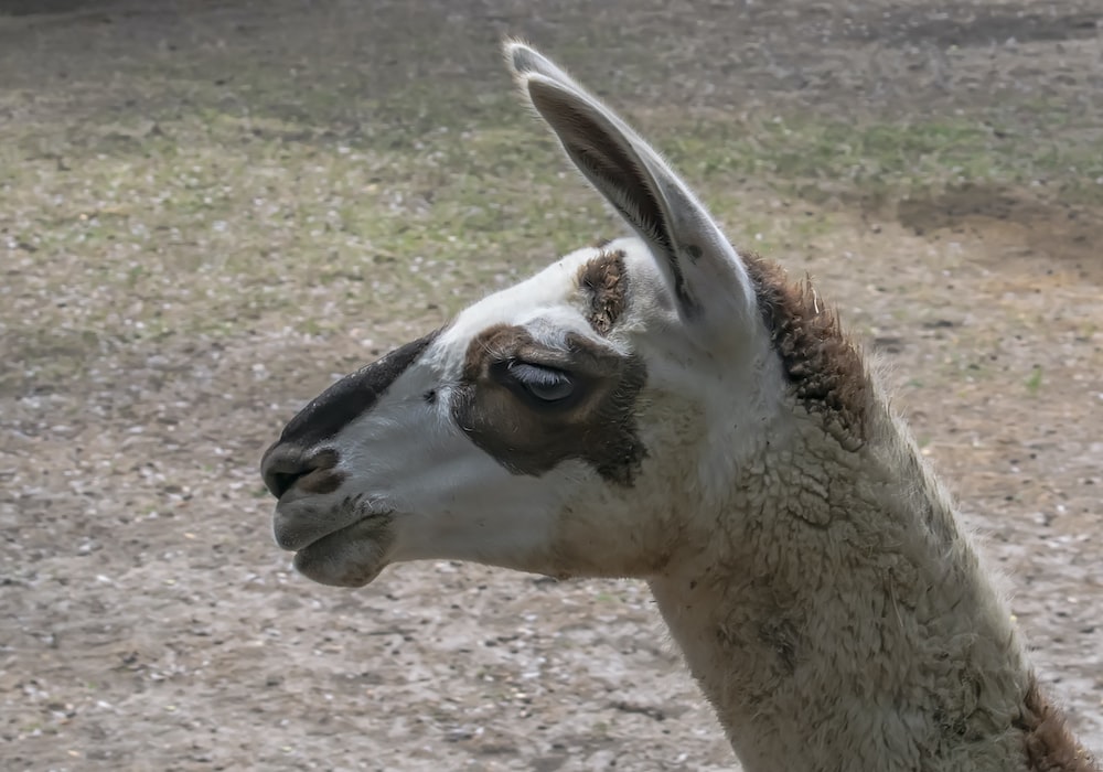 a close up of a llama in a field
