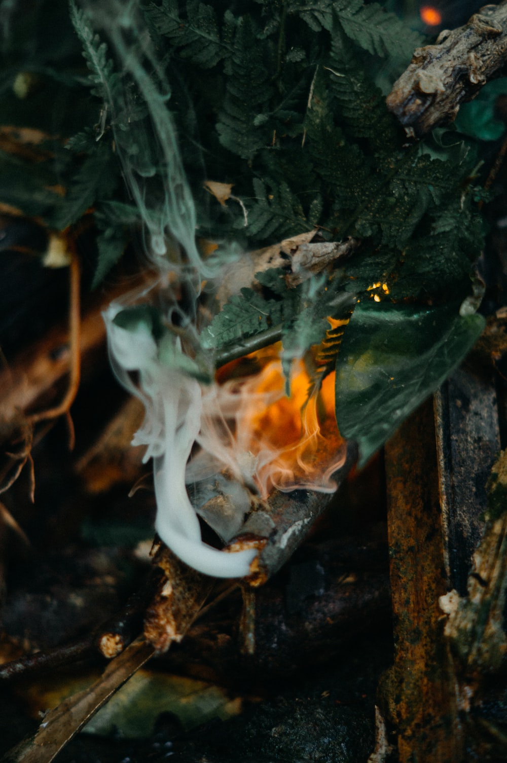a close up of a plant with smoke coming out of it