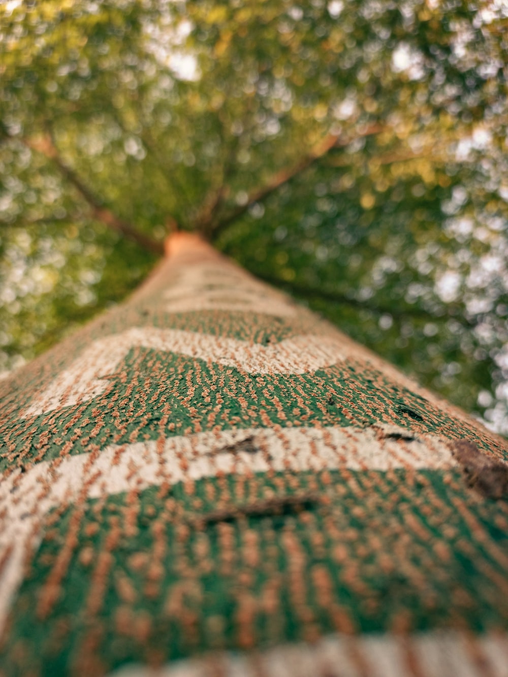 a close-up of a tree
