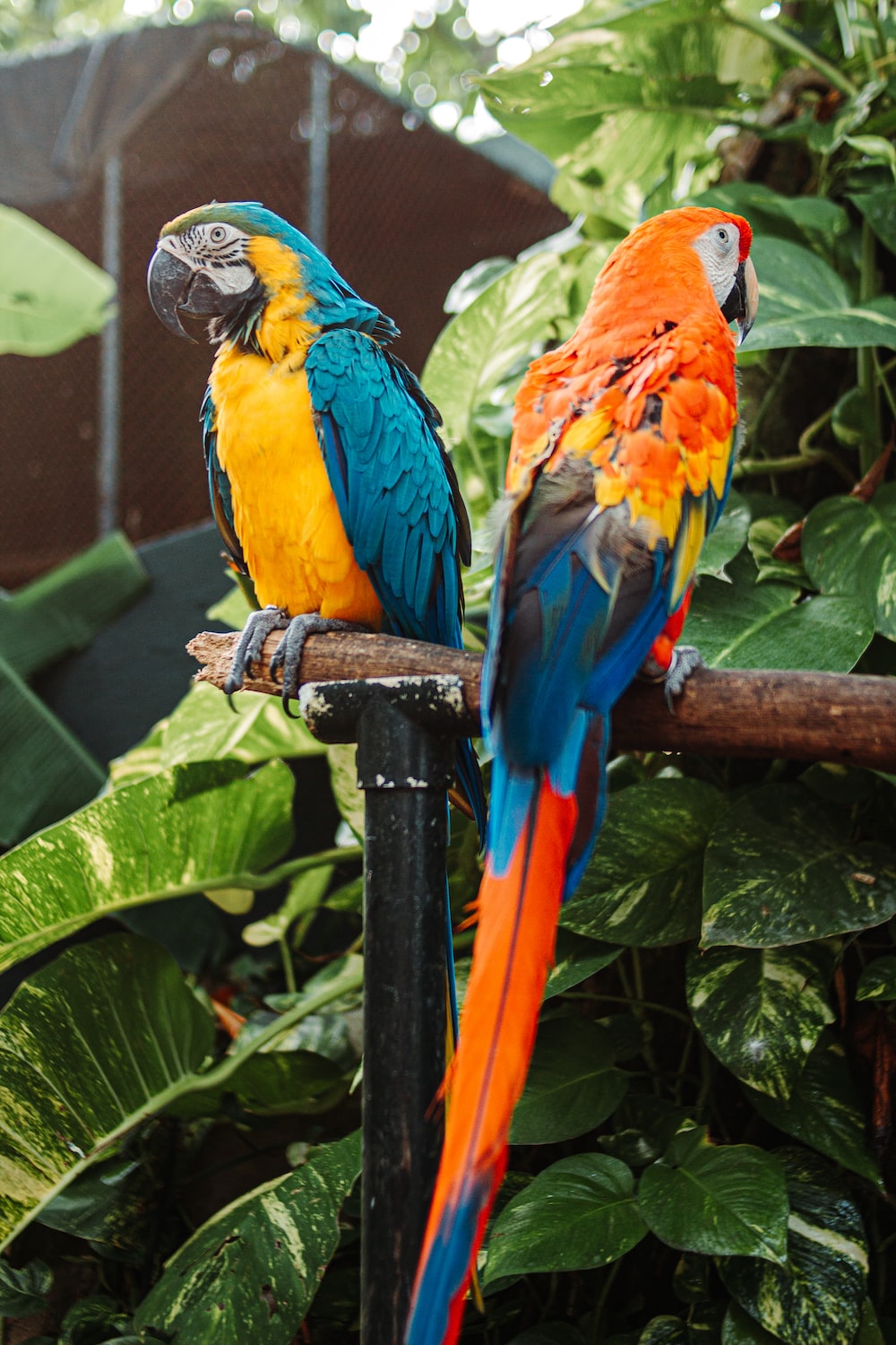 a couple of parrots sitting on a branch
