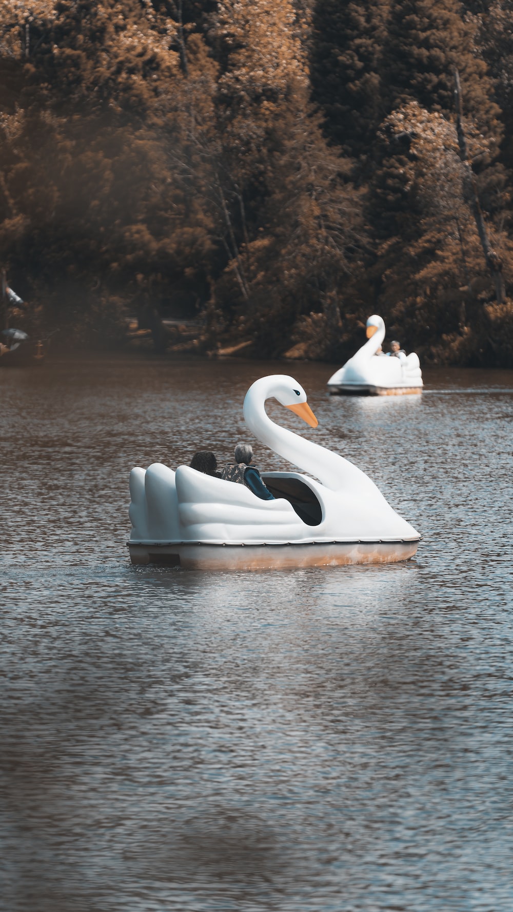 a couple swans on a boat