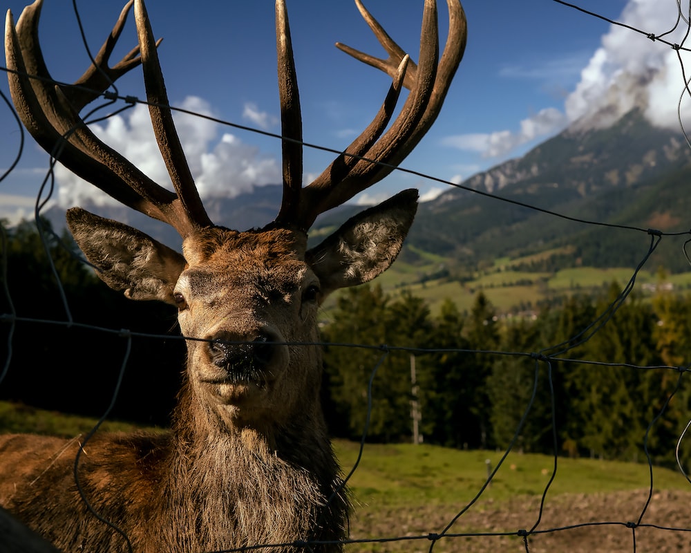 a deer with antlers in a field with trees and mountains in the background