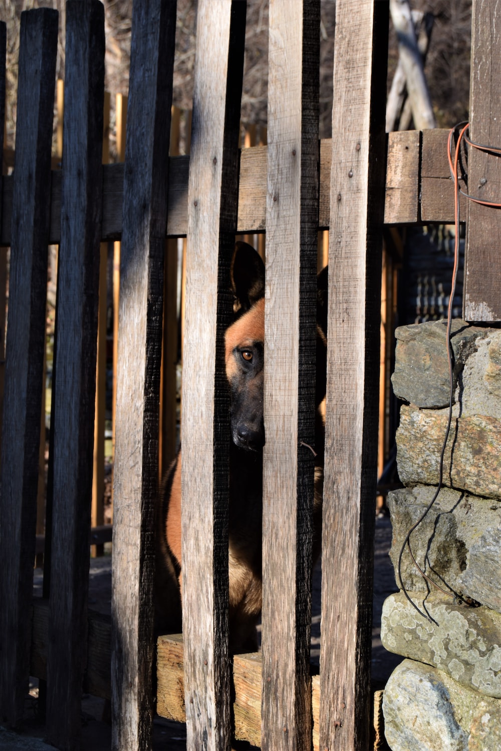 a dog peeking out from behind a wooden fence