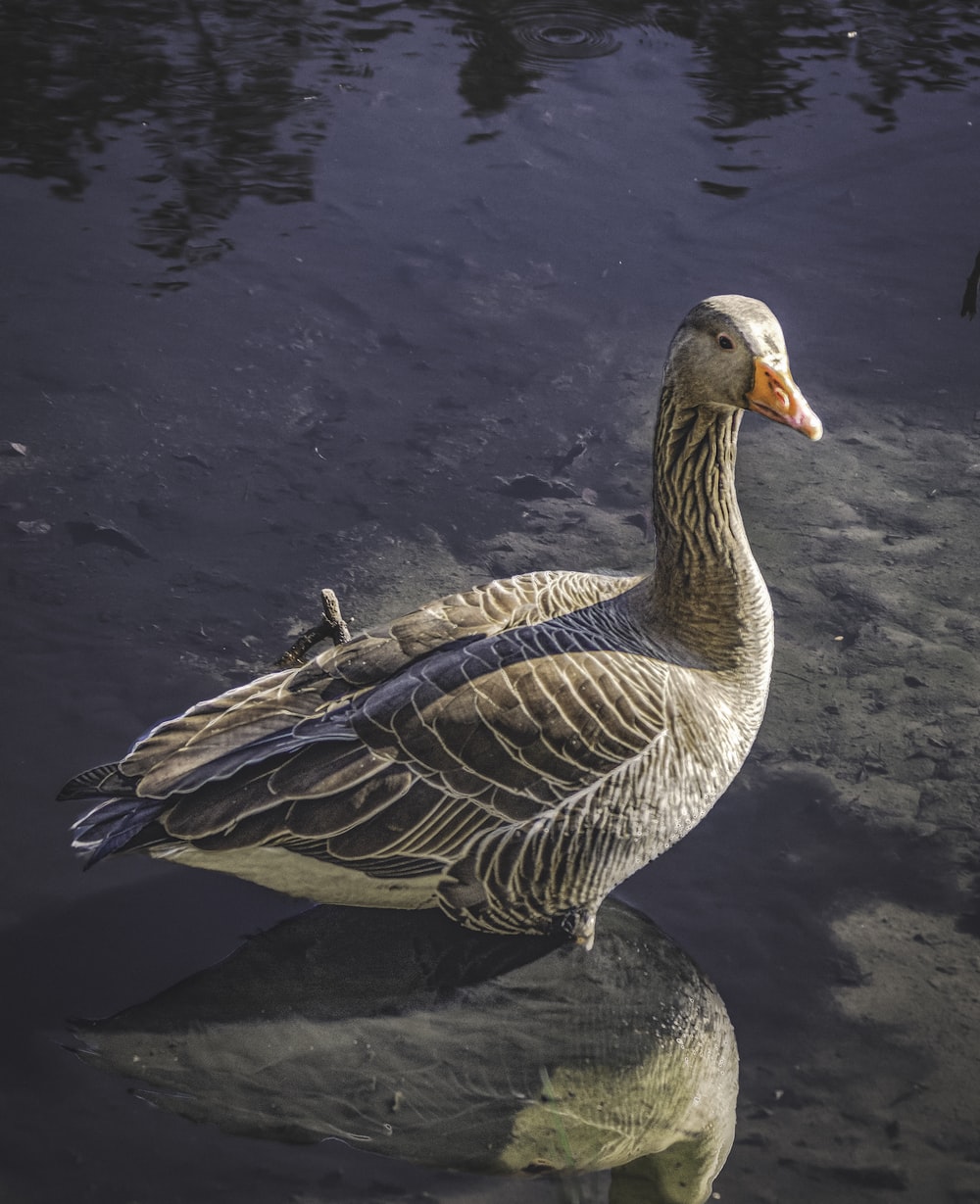 a duck on a rock in water