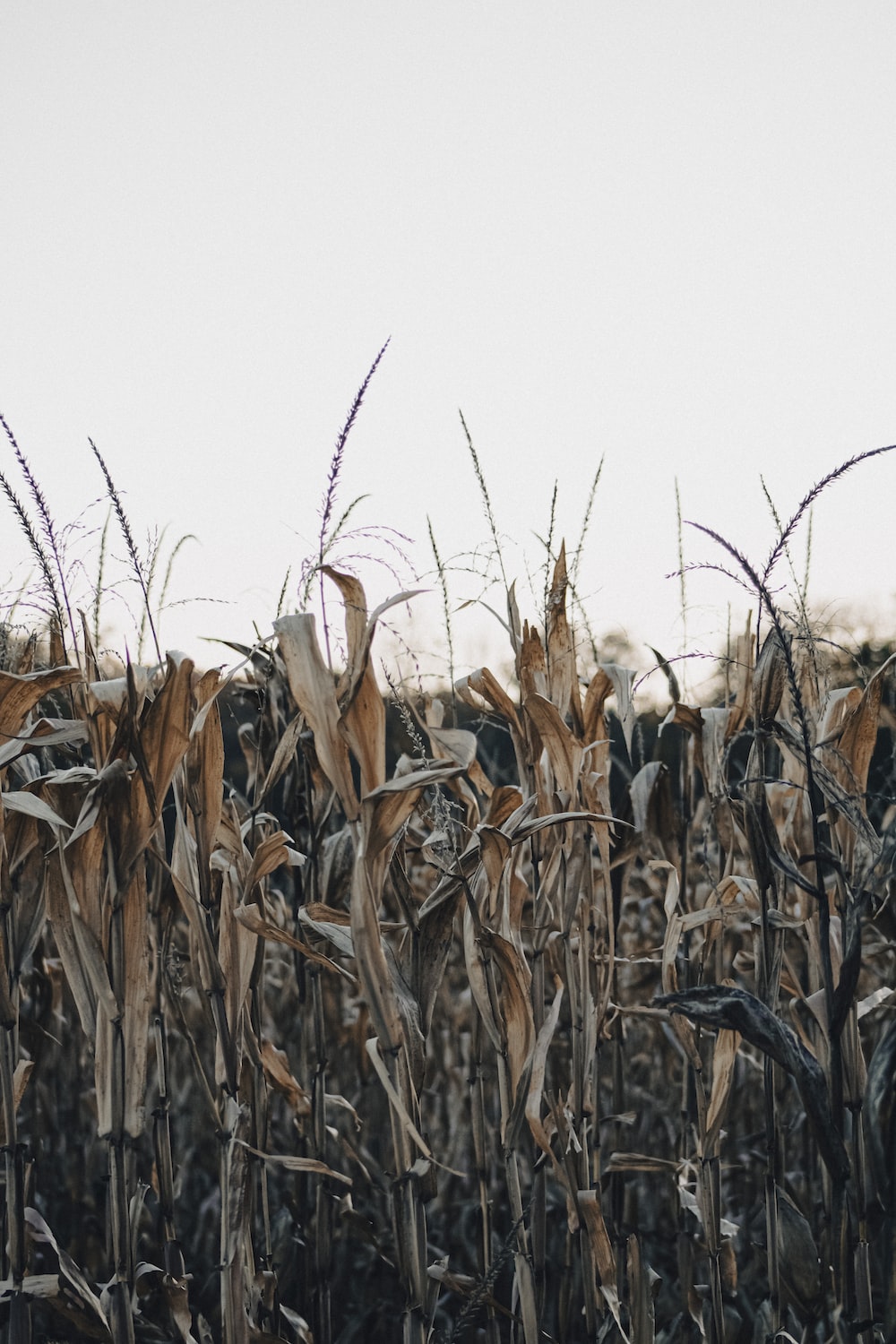 a field of corn is shown in the foreground