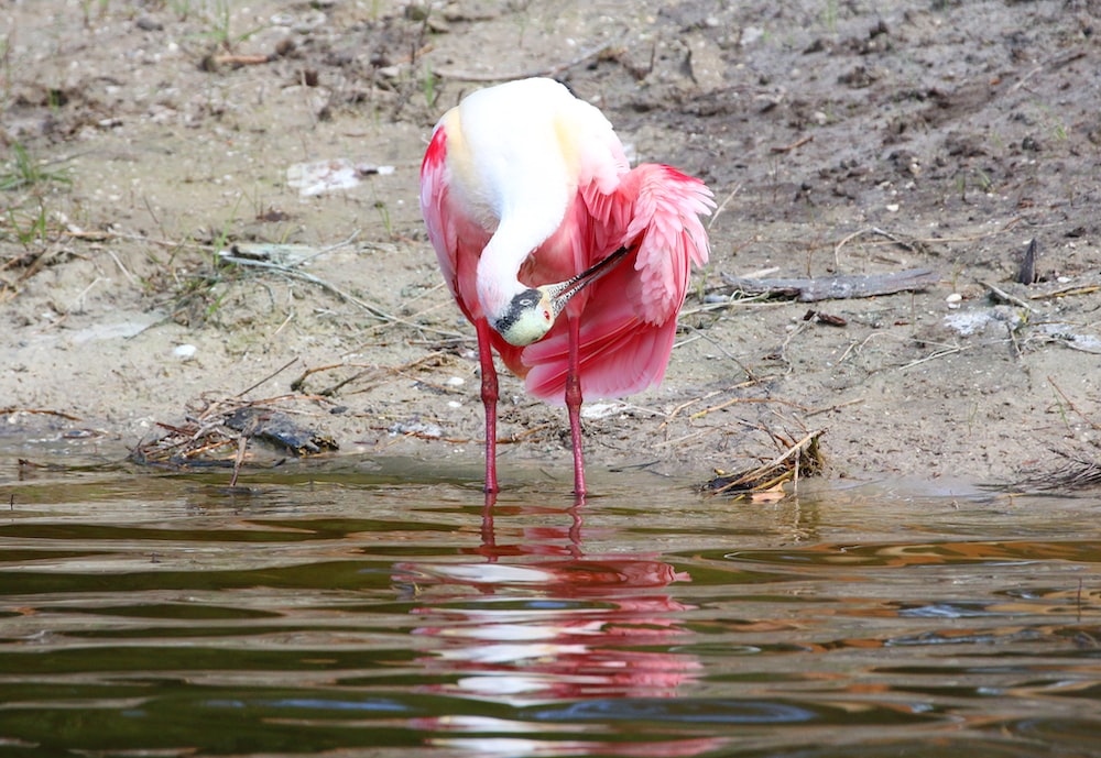 a flamingo drinking water