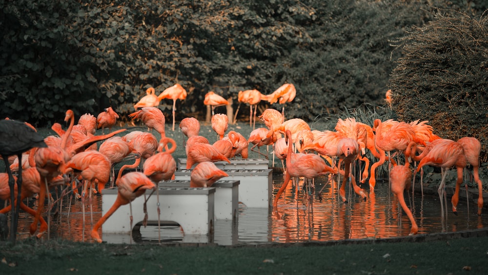 a flock of flamingos are standing in the water