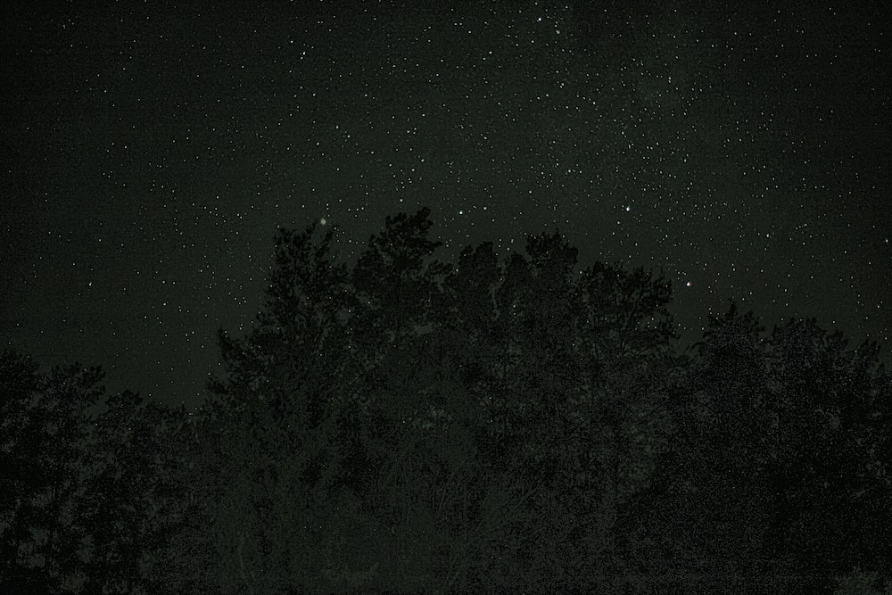 a forest at night