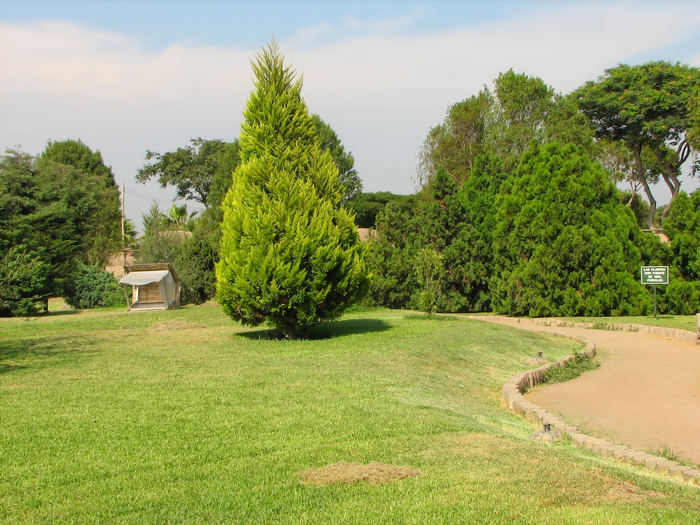 a grassy area with trees and a dirt path