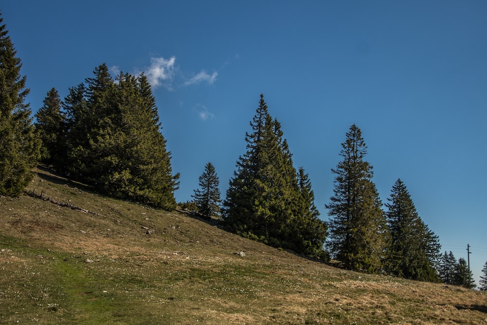 a grassy hill with trees and a blue sky in the background