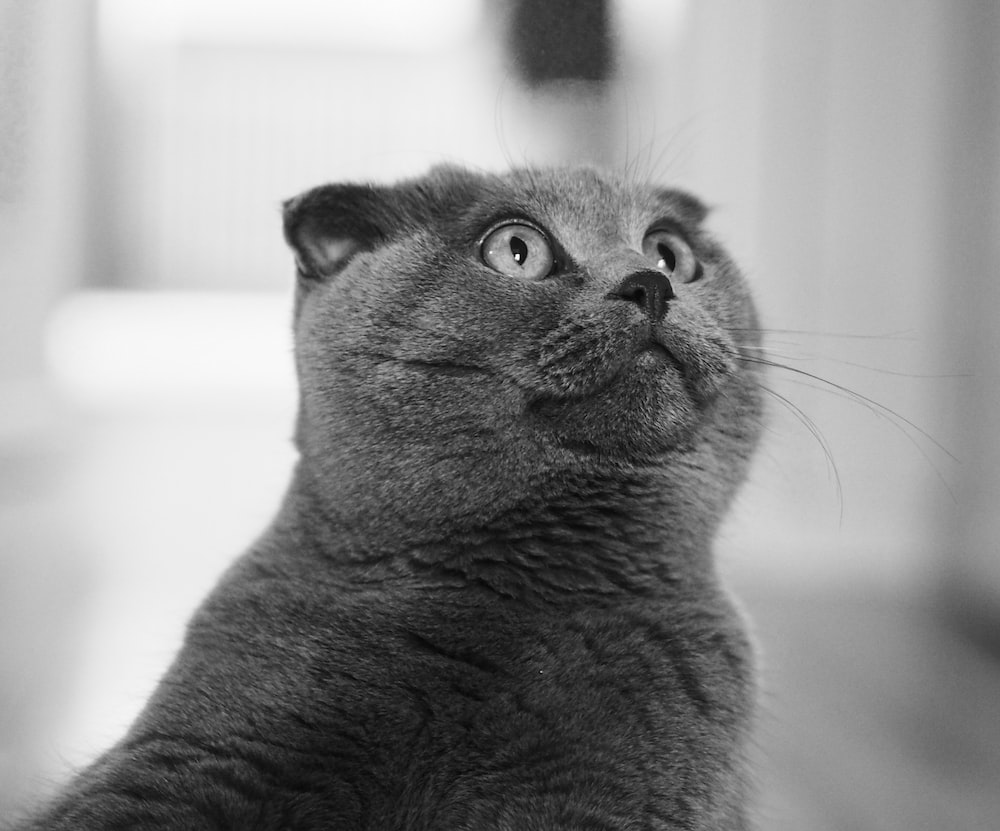 a gray cat looking up at the sky