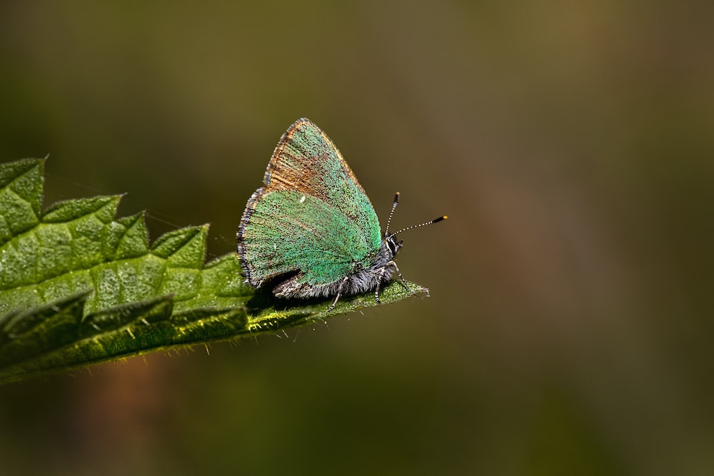 a green butterfly sitting on a green leaf