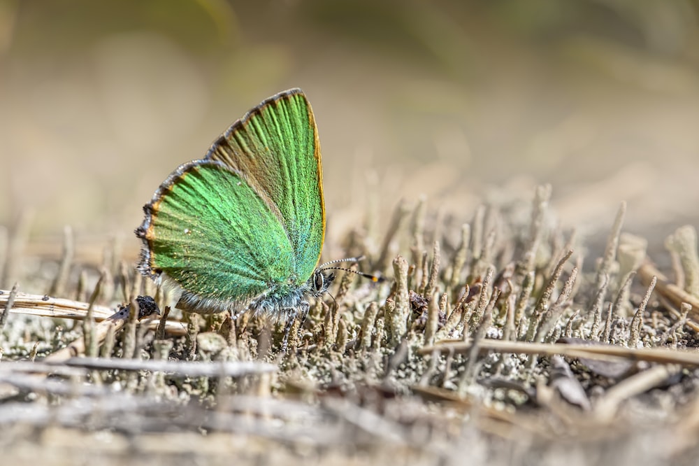 a green butterfly sitting on top of a grass covered ground
