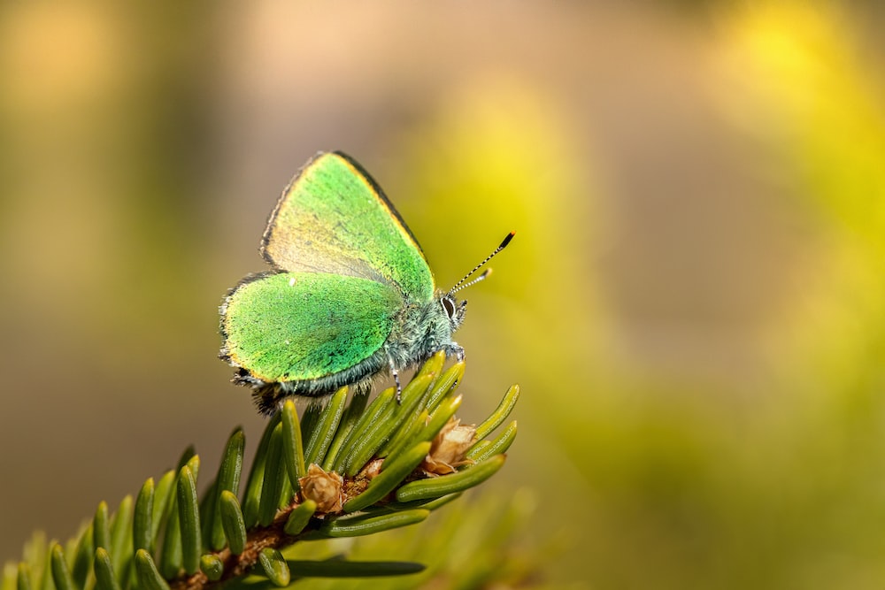 a green butterfly sitting on top of a pine tree