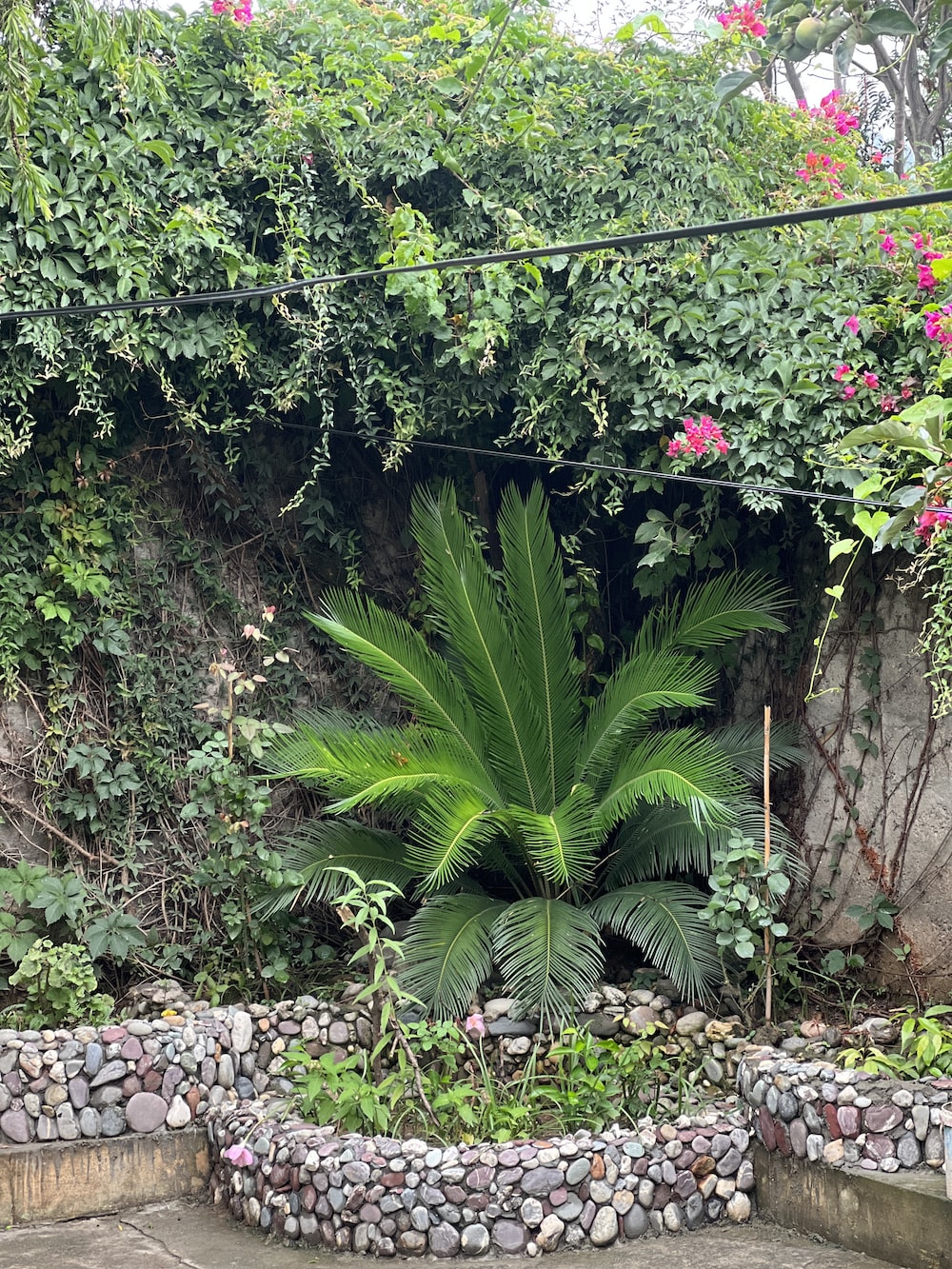 a green plant in a garden