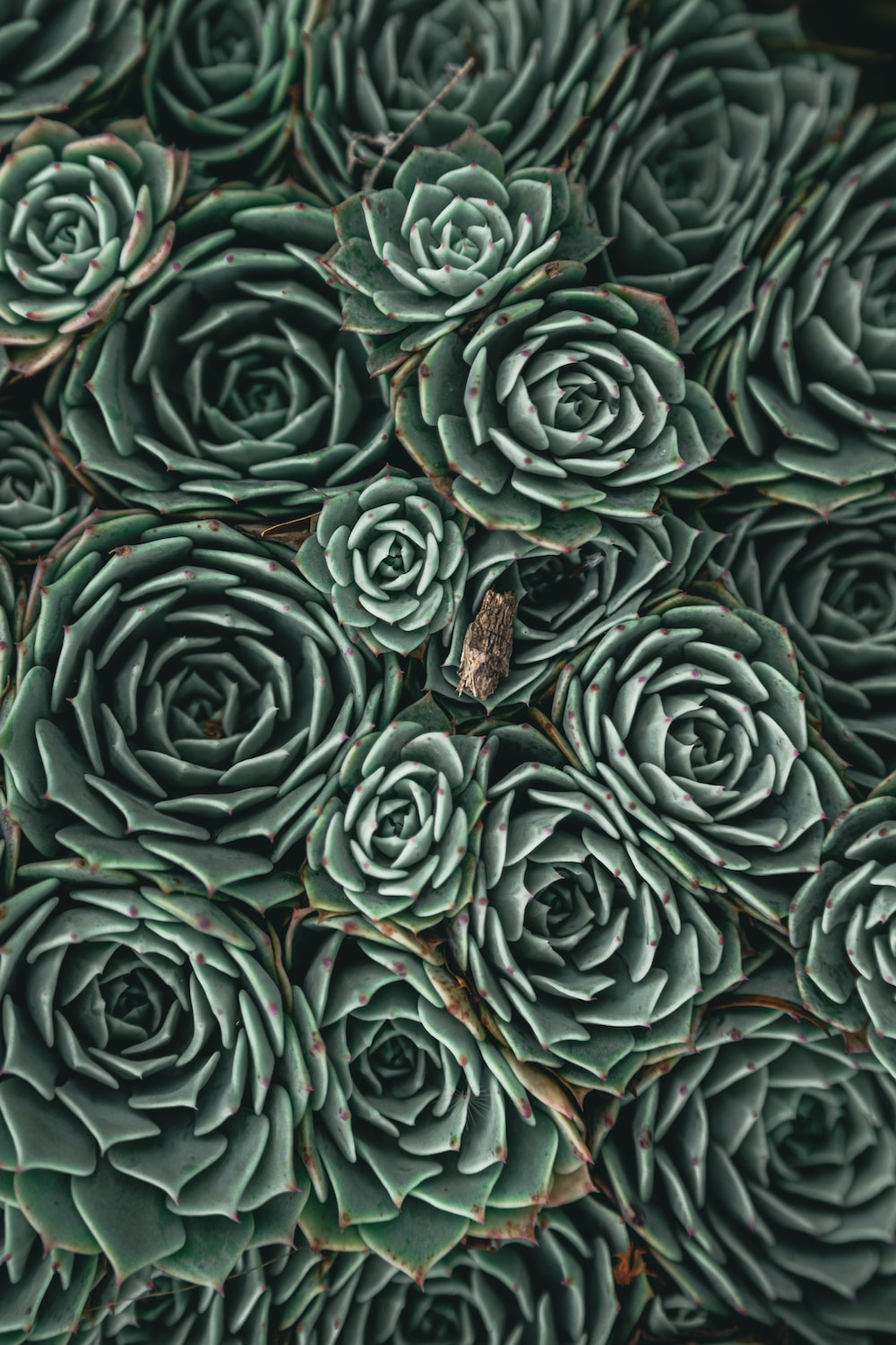 a group of green roses
