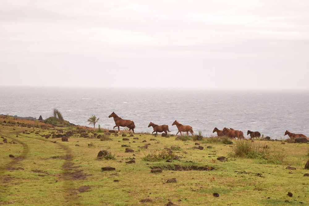 a group of horses on a grassy hill by the water