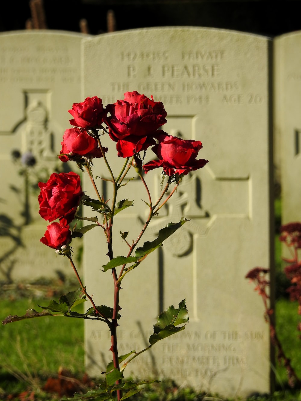 a group of roses in front of a tombstone