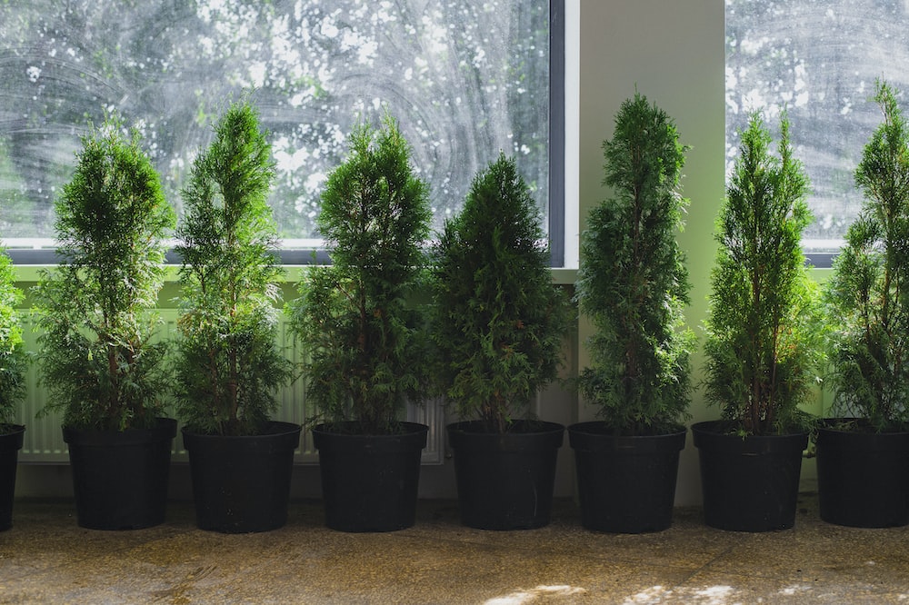 a group of trees in a room