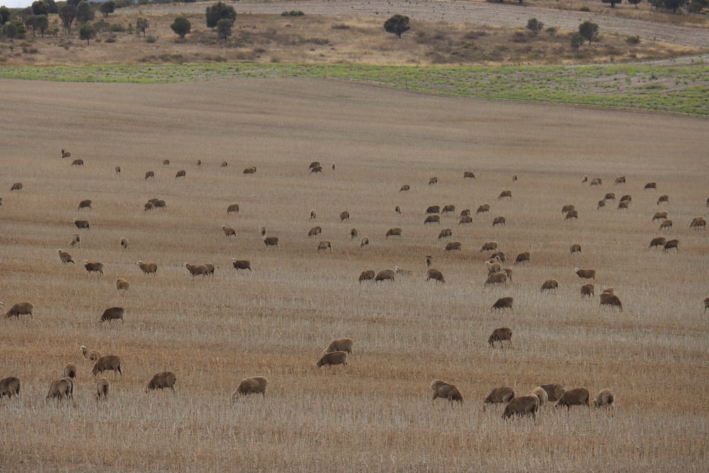 a large herd of animals grazing in a field