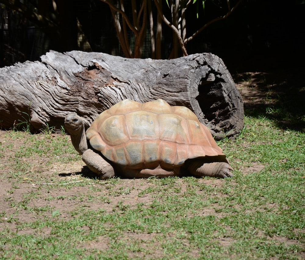 a large tortoise laying on top of a lush green field