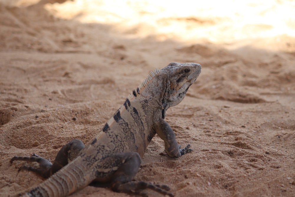 a lizard laying in the sand on a beach