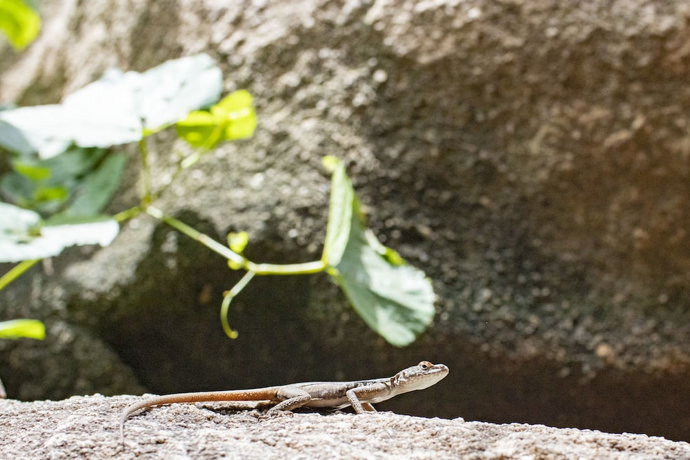 a lizard sitting on a rock next to a plant