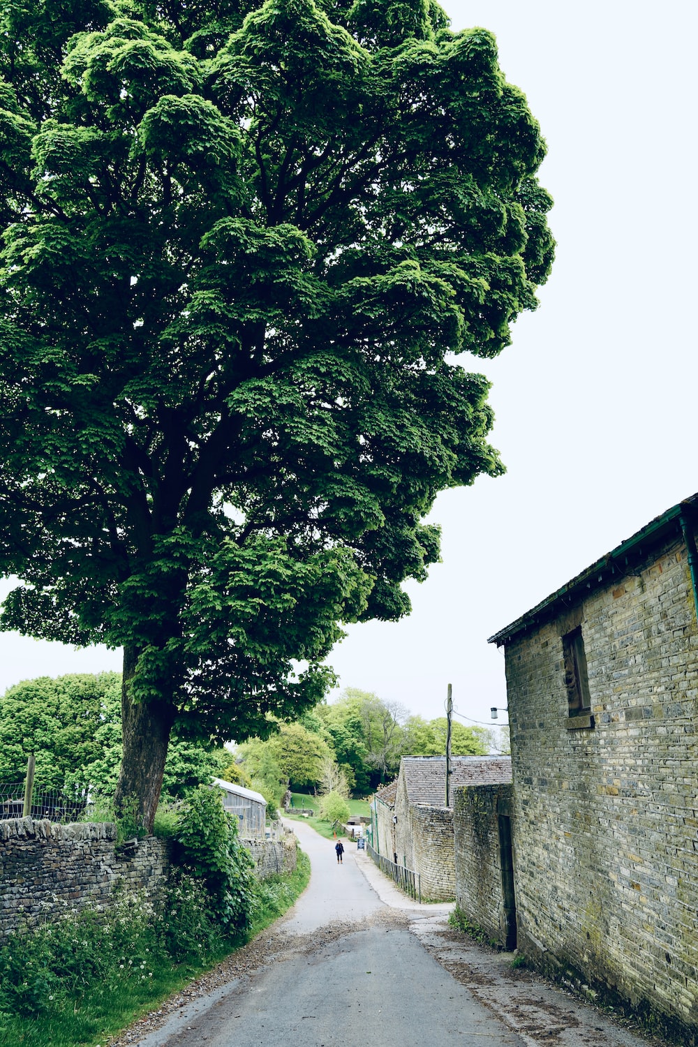 a lone person walking down a road next to a tree