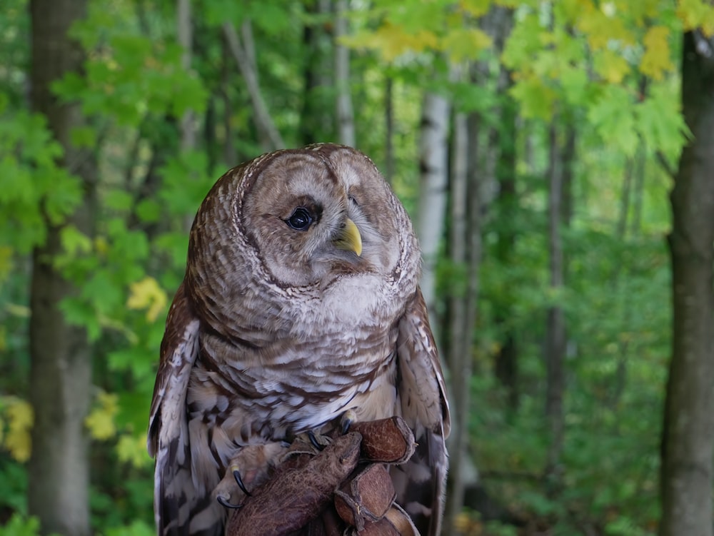 an owl is sitting on a branch in the woods