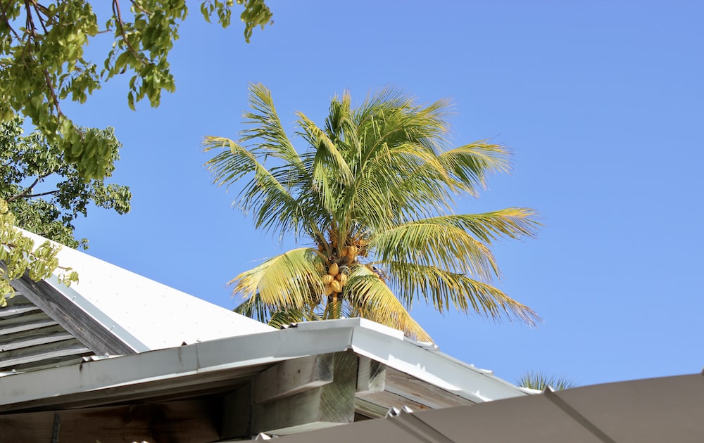 a palm tree on the roof of a house